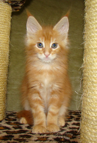     Catsvill County!   !    !       !!!    Catsvill County +7-926-544-74-09     .   ,   ,   ,    ,   ,  ,     ,   -,    ,   !